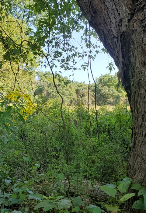Meadow surrounded by trees on Broadback Island.