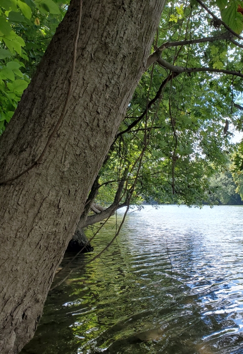 The backchannel as viewed from the banks of Buffington Island.