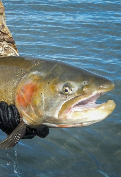 A Lahontan cutthroat trout caught by an angler in Pyramid Lake
