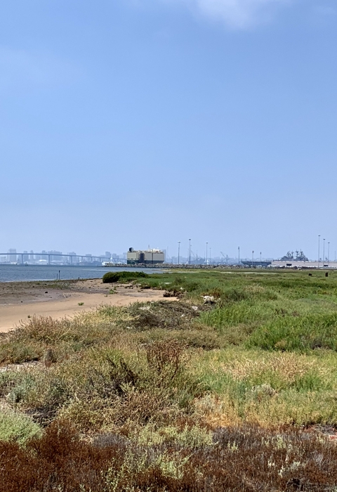 Marsh on the right and San Diego Bay on the left with city of San Diego off in the distance