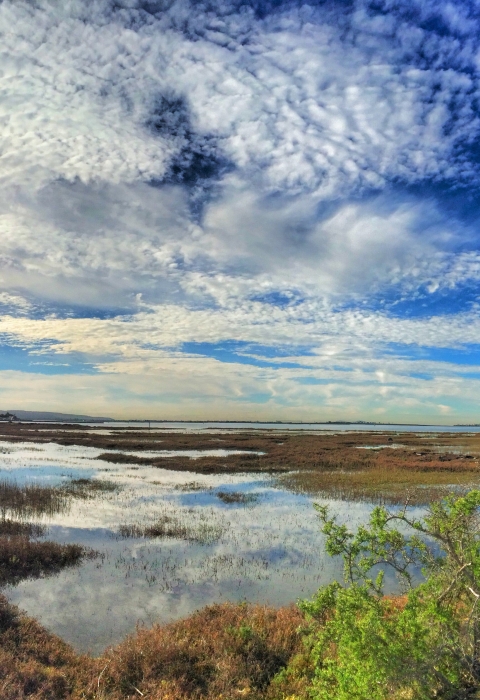 Salt marsh during high tide 