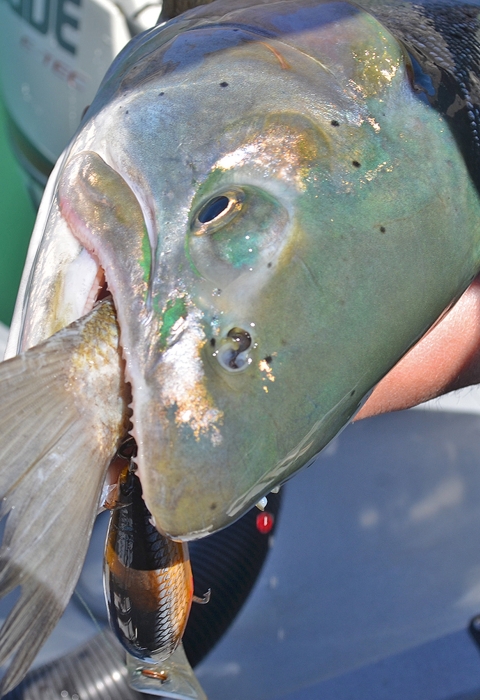 a fish with a fish tail in its mouth