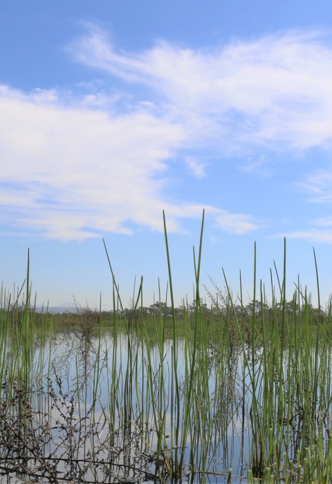 Vernal pool with some tall grasses and a blue sky in background