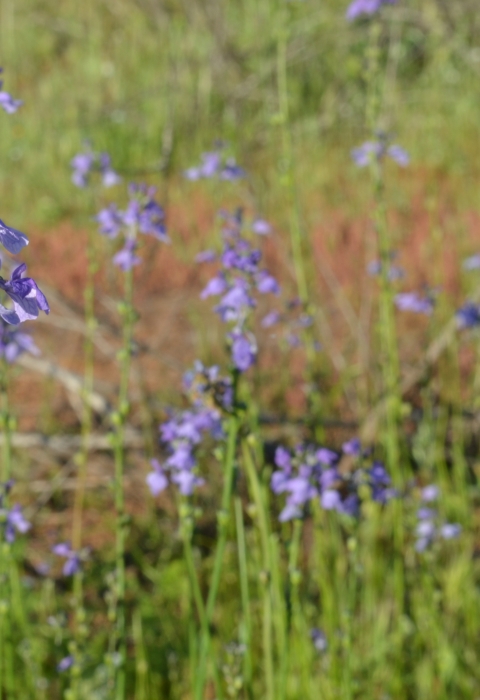 Tall, with slender, erect flowering stems with purple petals.