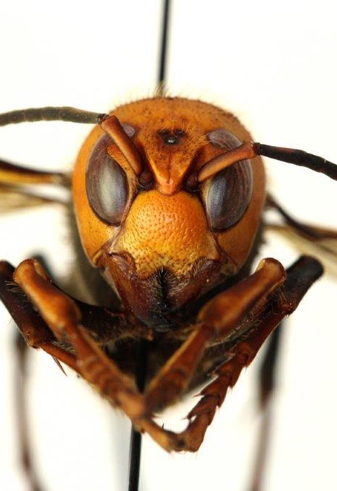 Close up of a face of a Asian giant hornet, held on a pin
