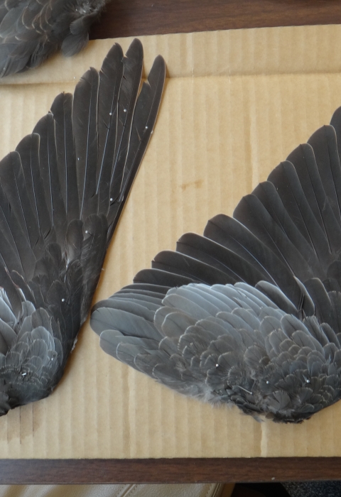 Band-tailed pigeon wings