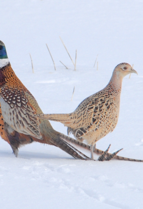Pheasants in the snow