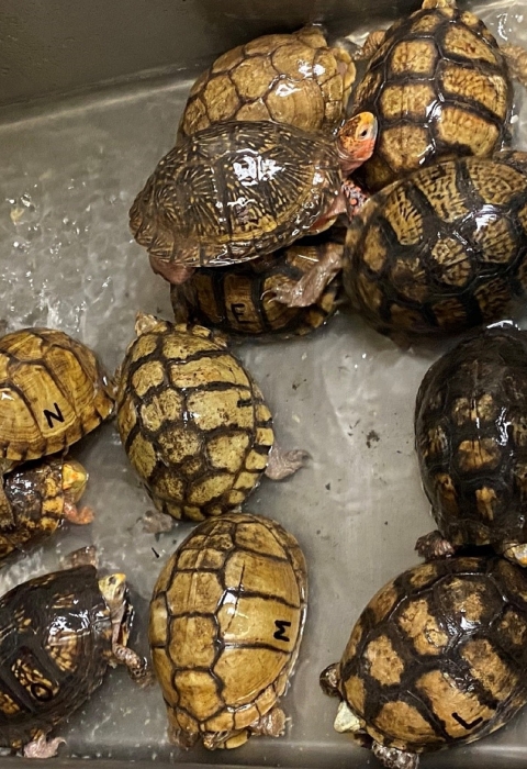 Several small turtles with yellow and brown shells being watered in a sink