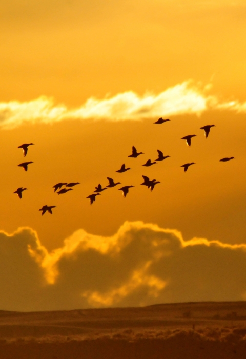 a flock of birds fly across an orange sky