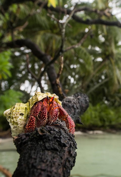 A hermit crab stand on the branch of a tree. Behind it is a lagoon on Palmyra.