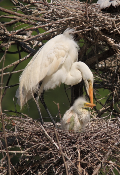 Great egret with chick in the nest
