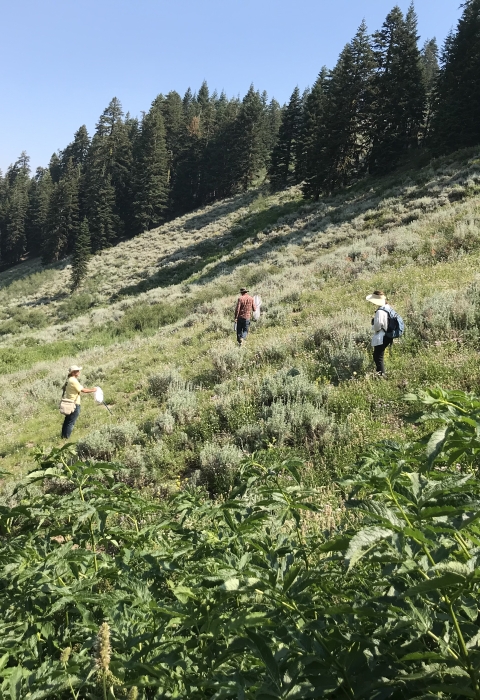 Three people standing in a meadow.