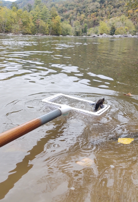 Lake sturgeon in net just prior to release in the French Broad River, NC