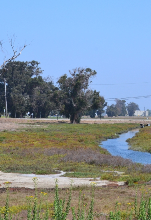 Large dead tree stands near a stream of water