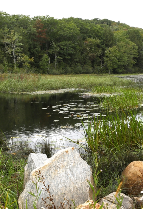 A pond reflects sunlight on the water. Wild grass, lily pads, and wildflowers surround the pond. Tall trees grow on the land in the distance across the pond. 