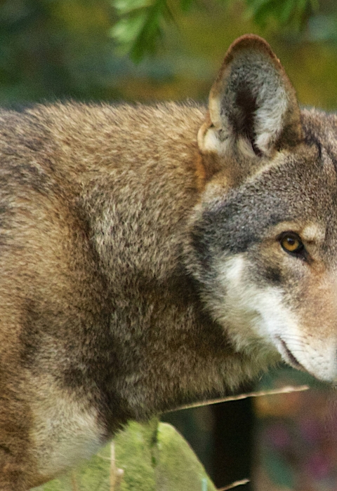 Side view of a red wolf, showing head and shoulders