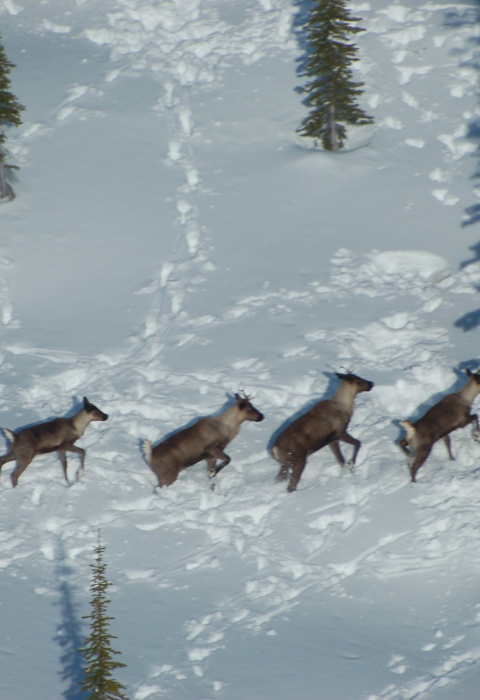 A herd of South Selkirk Mountain Caribou running through snow