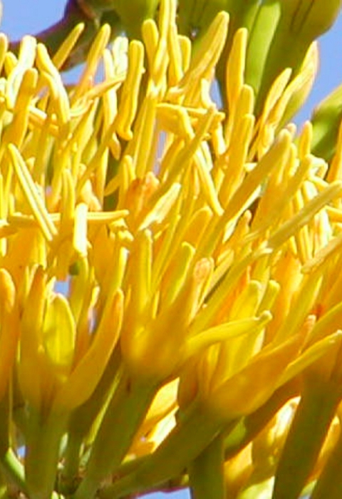 A yellow agave plant resembling multiple hands with fingers spread wide apart waving hello and good-bye.