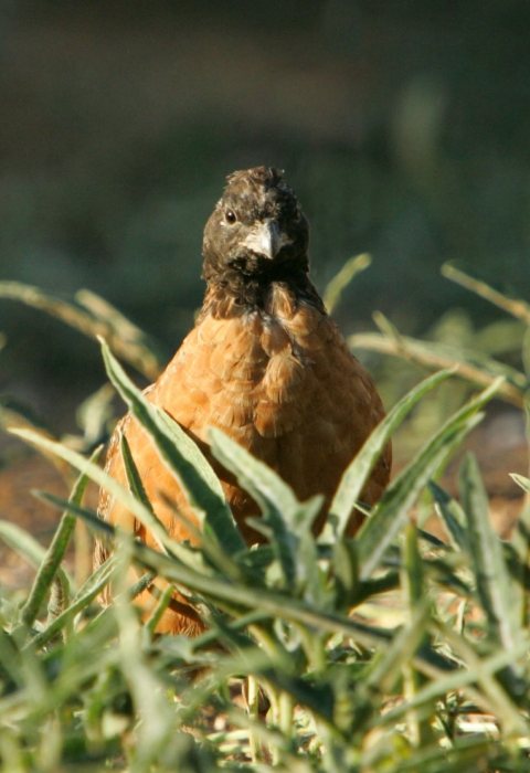 A masked bobwhite quail stands in a grassy clearing.