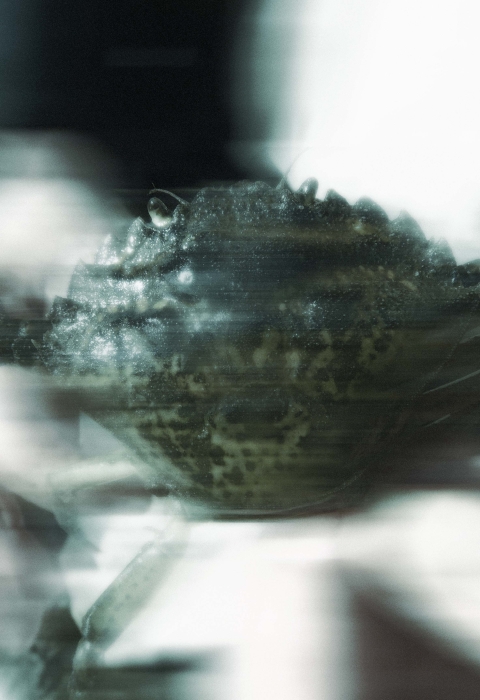 Eerie blue coloring of a blurred image of person holding invasive green crab