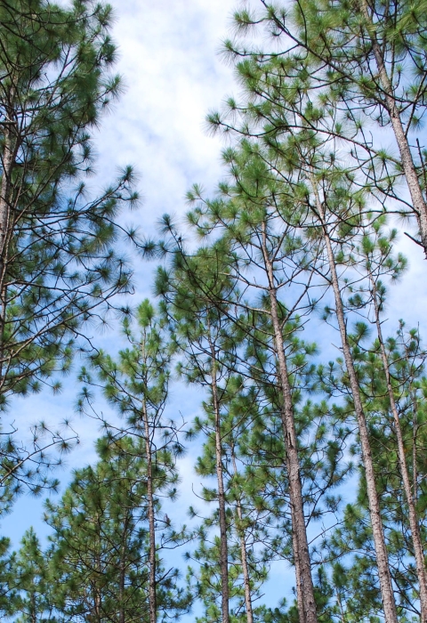 A blue sky partially obscured by tall green pine trees.