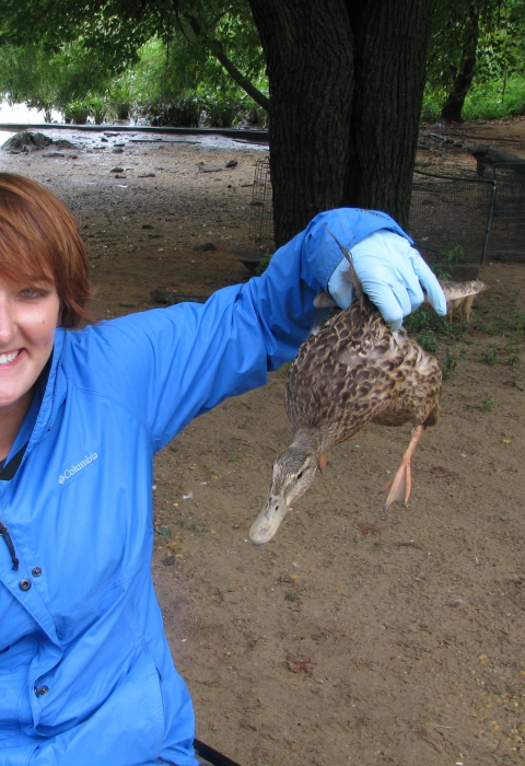 Intern Holding a Mallard Duck