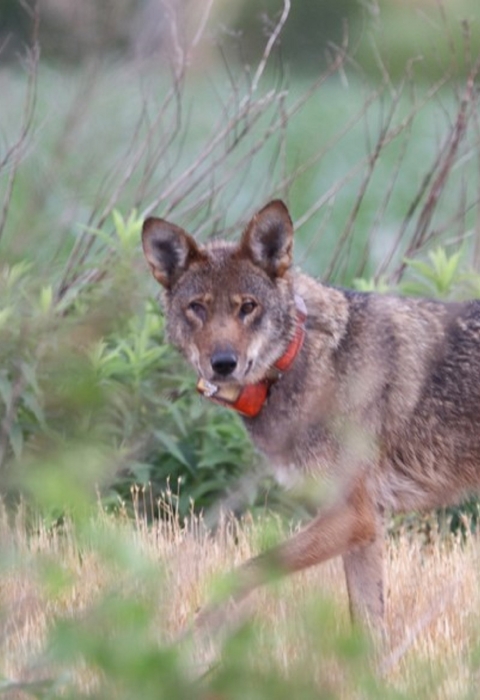 Red wolf in a field in eastern North Carolina