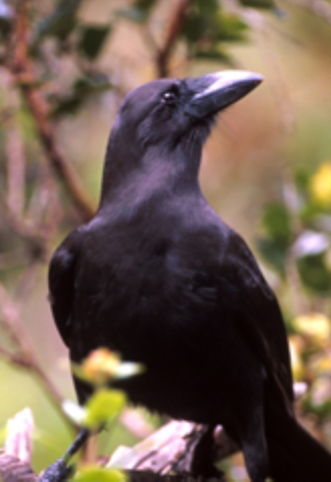 A black Hawaiian crow sits on a flowering branch. Green leaves surround it. 