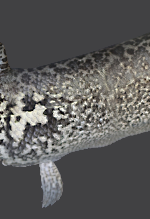 a long speckled fish