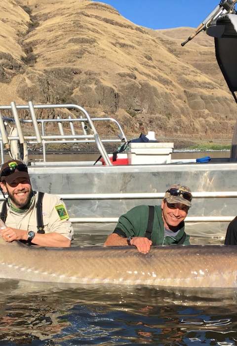 3 men holding a big fish in the water by a boat