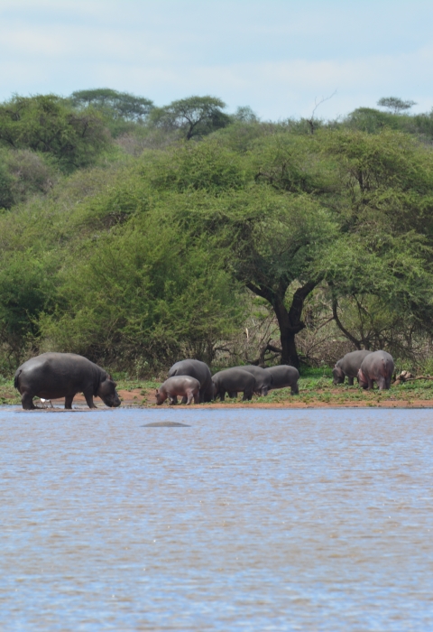 Africa - Hippos near watering hole