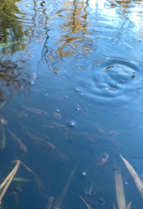 Juvenile fish swim in water with reeds, bubbles and ripples in the water.