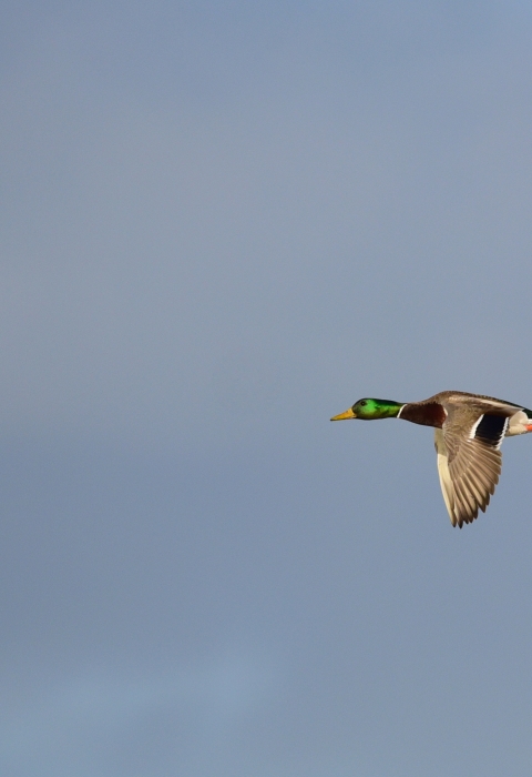 Mallard duck in flight
