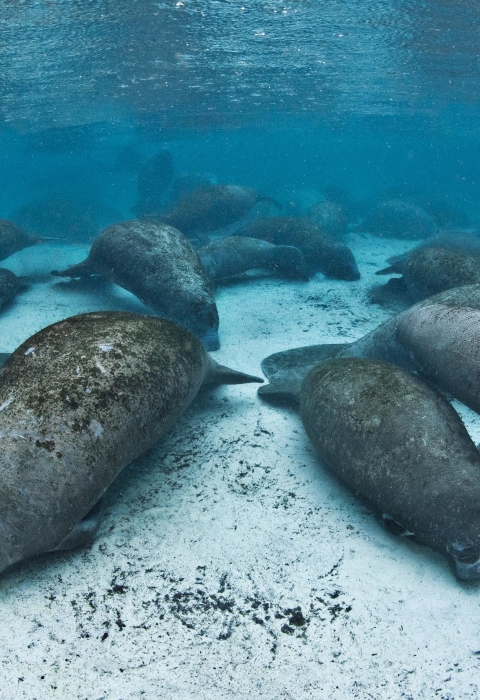 Manatees resting underwater in clear, blue springs