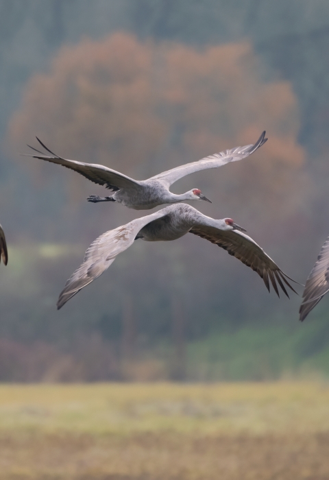 Four Sandhill cranes in flight