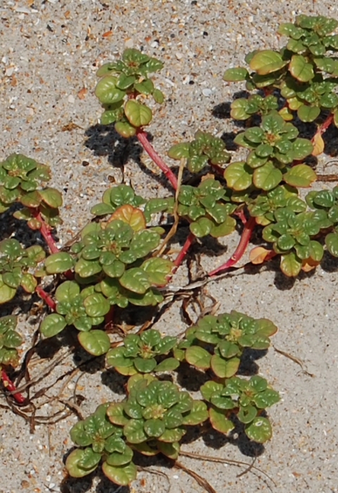 A green plant low the grown with a red vine is surrounded by sand.