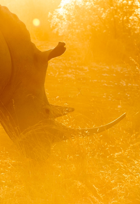 White rhinoceros in sunset