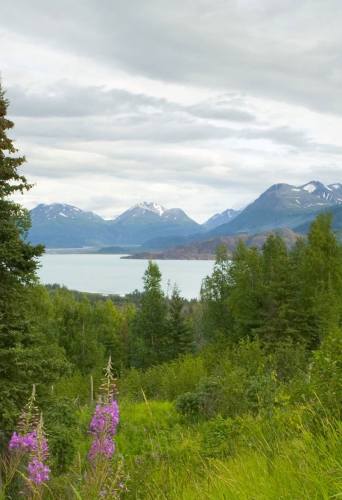 Wildflowers in scenic landscape