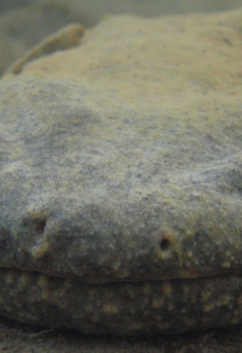 Appearing dark and greenish underwater, a large Eastern hellbender faces the camera, its nostrils prominent in the center of its flat head and its gray eyes to either side.
