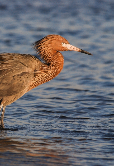 A reddish egret wades in shallow estuary waters