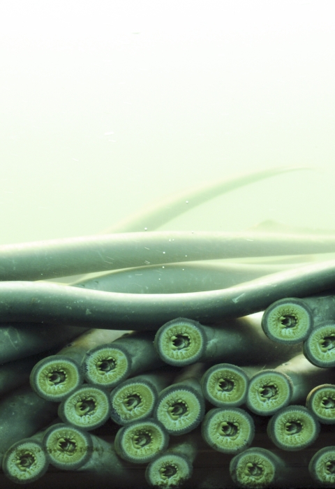dozens of lampreys suck onto a viewing window underwater