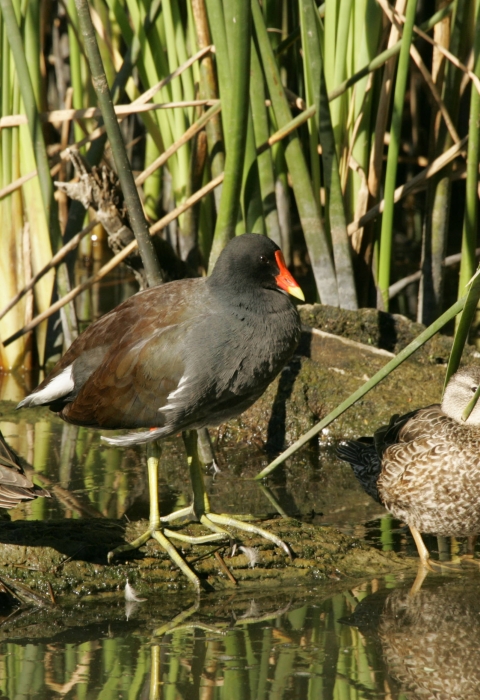 three waterfowl stand on a rock in a marsh
