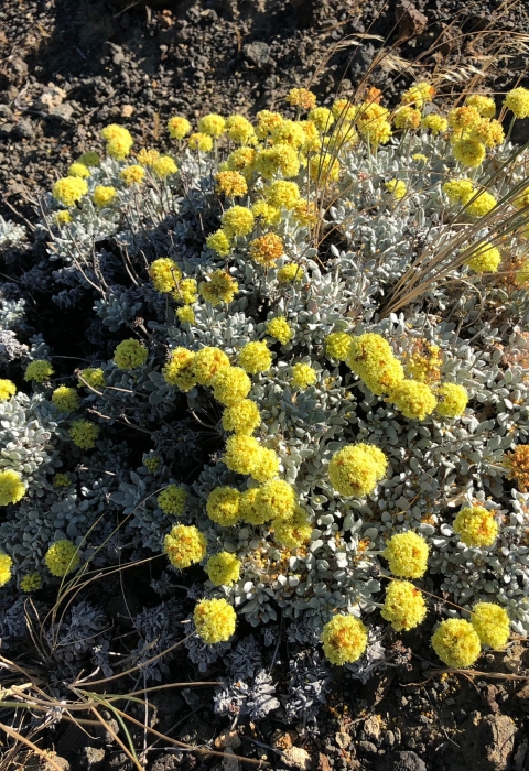 Umtanum desert buckwheat plant with yellow flowers