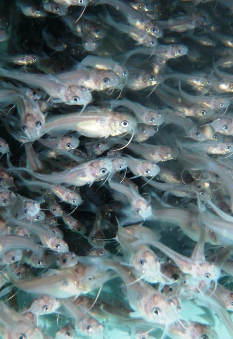 A school of channel catfish is shown underwater.