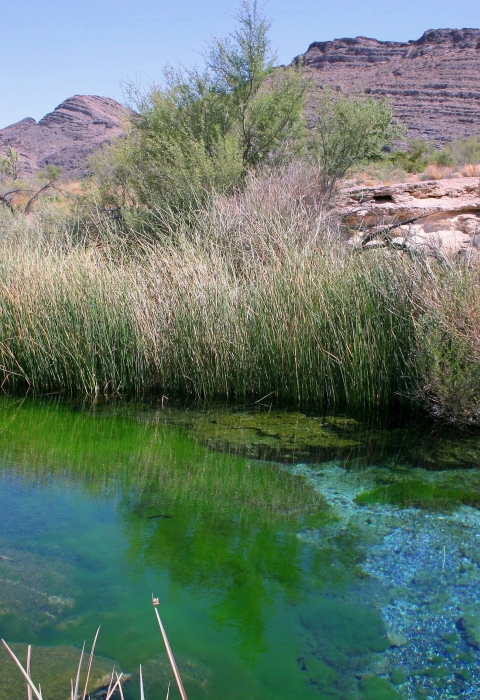 A aqua-blue-and-green spring in a mountain desert setting