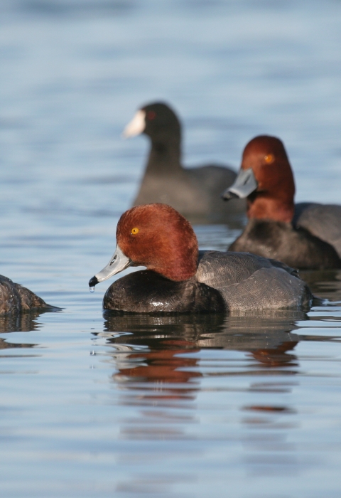 An image of three redhead ducks swimming.