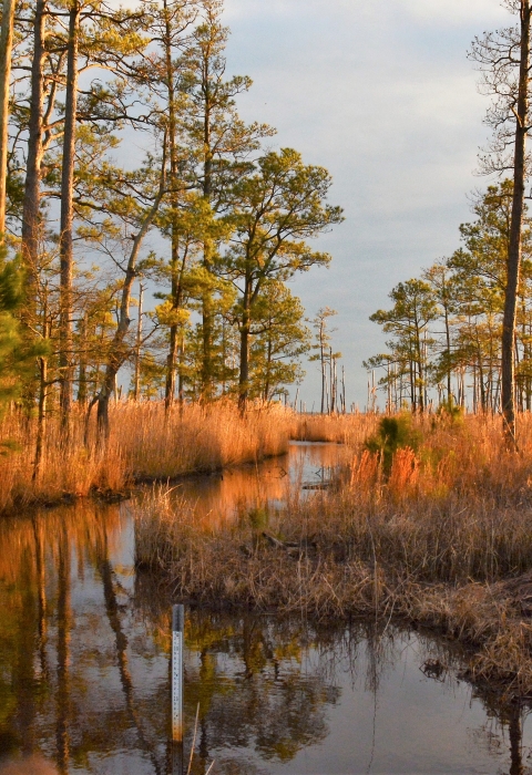 The setting sun casts a golden glow on coastal marshes.