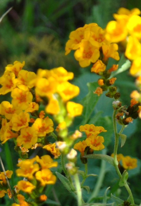 Flowering stalks of large-flowered fiddleneck with bright golden flowers