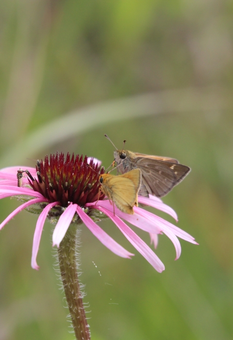 A pair of Dakota skipper butterflies on a purple coneflower