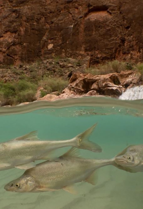 Humpback chub (Gila cypha) as seen in the Little Colorado River/